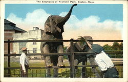 The Elephants at Franklin Park Postcard