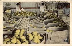 Sorting and Packing Grapefruit Postcard