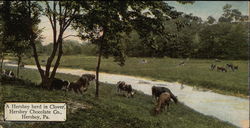 A Hershey herd in Clover, Hershey Chocolate Company Postcard