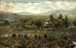 Beautiful Wine Industry, Picking Grapes Postcard