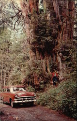 World's Largest Red Cedar Olympic National Park, WA Postcard Postcard