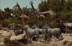 African Yeldt at Rivers of the World in Disneyland's Adventureland California Postcard Postcard