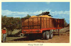 Mining Florida Gold (Oranges) Postcard