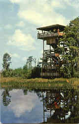 Okefenokee Swamp Postcard