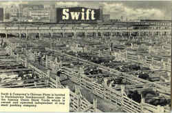 Swift And Company Chicago Postcard