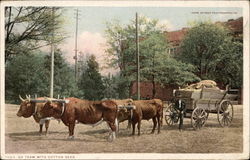 Ox Team With Cotton Seed Postcard