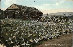 Pigeon Ranch Postcard