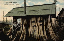 Big Cedar Stume - used as a House Postcard