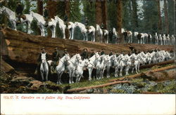 U.S. Cavalry on a fallen Big Tree Postcard