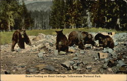 Bears Feeding on Hotel Garbage at Yellowstone National Park Postcard Postcard