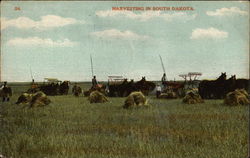 Harvesting in South Dakota Postcard