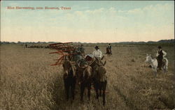 Rice Harvesting Houston, TX Postcard Postcard