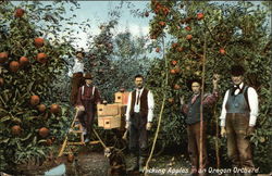 Picking Apples in an Oregon Orchard Postcard Postcard