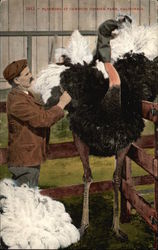 Plucking at Cawston Ostrich Farm California Postcard Postcard