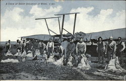 A Crew of Sheep Shearers at Work Postcard Postcard