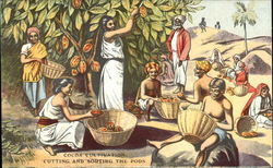 Cocoa Cultivation, Cutting and Sorting the Pods Trees Postcard Postcard