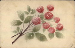 Branch of Raspberries Fruit Postcard Postcard