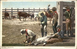 Cowboys Branding a Cow Postcard