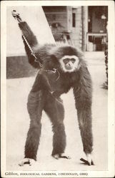 Gibbon, Zoological Gardens, Cincinnati, Ohio Monkeys Postcard Postcard