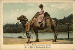 Riding Animals, Camel, New York Zoological Park Camels Postcard Postcard