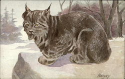 Canada Lynx Cat Postcard