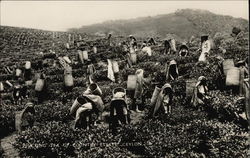 Plucking Tea - Up County Estate Postcard