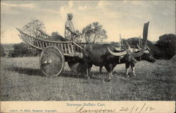 Burmese Buffalo Cart Myanmar Southeast Asia Postcard Postcard