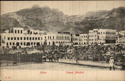 View of Camel Market Postcard