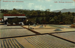 Looking Across a Coffee Barbecue Postcard