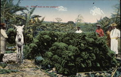 Piling Fruit on the Platform Postcard