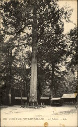 Foret de Fontainebleau - Le Jupiter Postcard