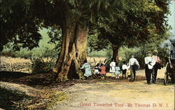 Giant Tamarind Tree Postcard