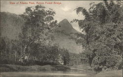 View of Adams Peak across Forest Bridge Postcard