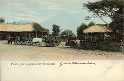 Finca "La Concepcion" Escuintla, Guatemala Central America Postcard Postcard