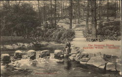 Endcliffe Woods - The Stepping Stones Postcard