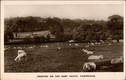 Grazing on the East Heath Postcard