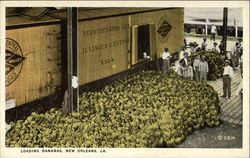 Loading Bananas New Orleans, LA Postcard Postcard