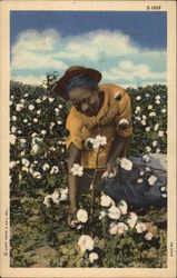 Black Woman Picking Cotton Postcard