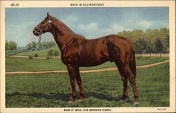 Bred in Old Kentucky, Man O' War, The Wonder Horse Postcard