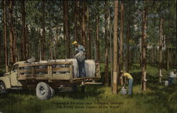 Turpentine Farming near Valdosta, Ga Georgia Postcard Postcard