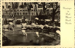 Flamingos in the Pool at Roney Plaza Miami Beach, FL Postcard Postcard