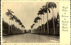 Royal Palms at Entrance to Hialeah Park Miami, FL Postcard Postcard