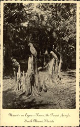 Macaws on Cypress Knees at the Parrot Jungle Postcard