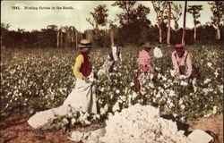 Picking Cotton in the South Postcard