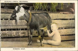 Nursing Goat Postcard