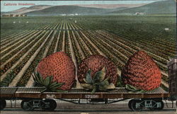 California Strawberries Postcard