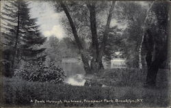 A Peek through the Trees, Prospect Park Brooklyn, NY Postcard Postcard