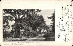 The "Carter Oak" Postcard