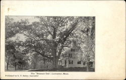 The "Beaman Oak" Lancaster, MA Postcard Postcard