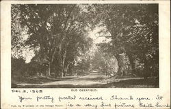 Tree Lined View Postcard